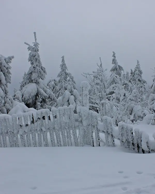 Raureif an Fichten und Zaun auf dem Fichtelberg im Erzgebirge
